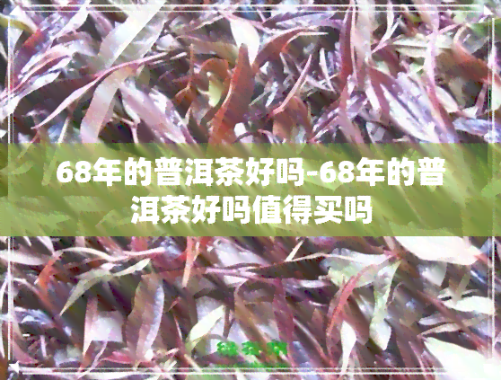 68年的普洱茶好吗-68年的普洱茶好吗值得买吗