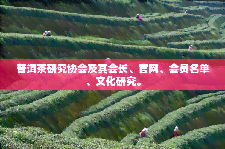 普洱茶研究协会及其会长、官网、会员名单、文化研究。