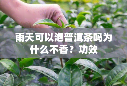 雨天可以泡普洱茶吗为什么不香？功效