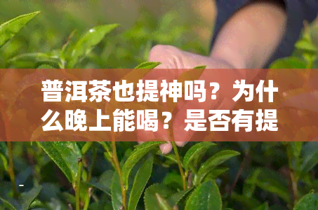 普洱茶也提神吗？为什么晚上能喝？是否有提神作用？