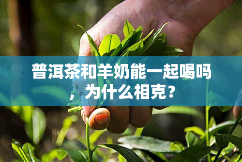 普洱茶和羊奶能一起喝吗，为什么相克？