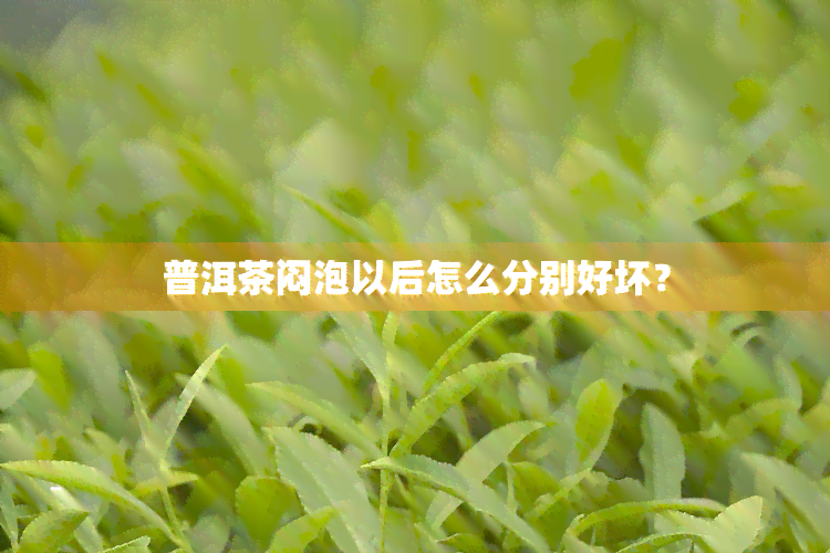 普洱茶闷泡以后怎么分别好坏？