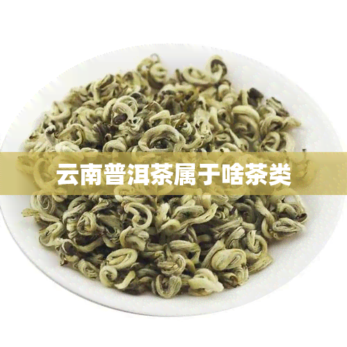 云南普洱茶属于啥茶类