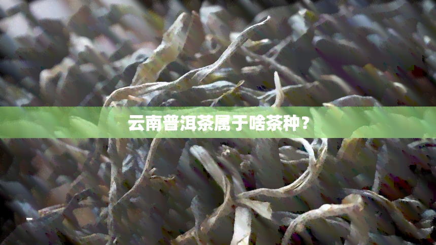 云南普洱茶属于啥茶种？