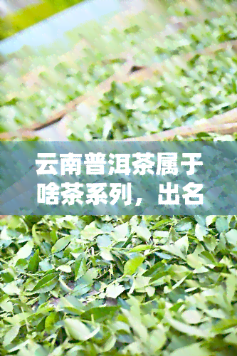 云南普洱茶属于啥茶系列，出名吗？