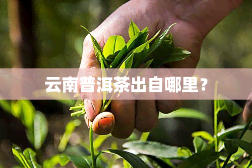 云南普洱茶出自哪里？