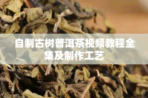 自制古树普洱茶视频教程全集及制作工艺