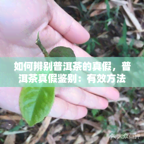 如何辨别普洱茶的真假，普洱茶真假鉴别：有效方法揭秘