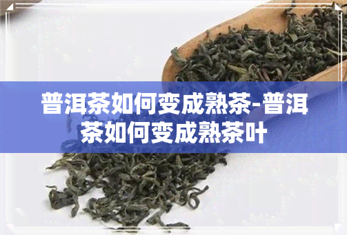 普洱茶如何变成熟茶-普洱茶如何变成熟茶叶