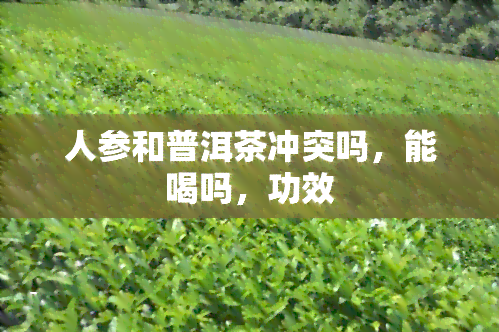 人参和普洱茶冲突吗，能喝吗，功效