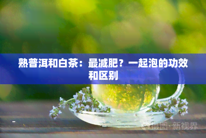 熟普洱和白茶：最减肥？一起泡的功效和区别