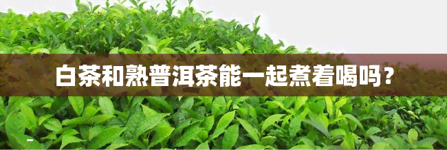 白茶和熟普洱茶能一起煮着喝吗？