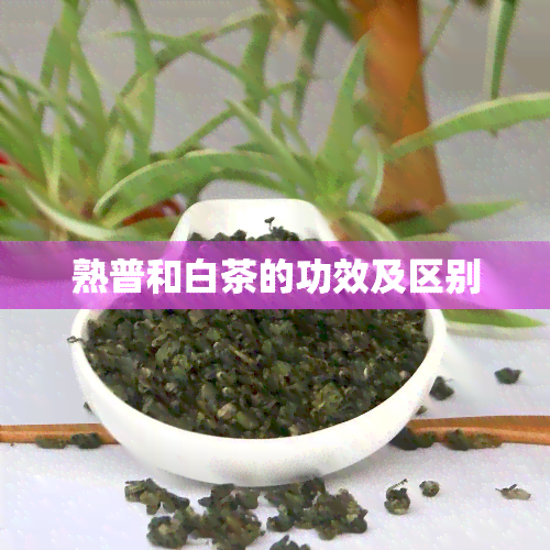 熟普和白茶的功效及区别