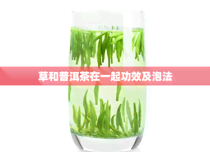 草和普洱茶在一起功效及泡法