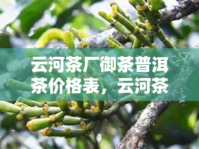 云河茶厂御茶普洱茶价格表，云河茶厂御茶普洱茶价格一览