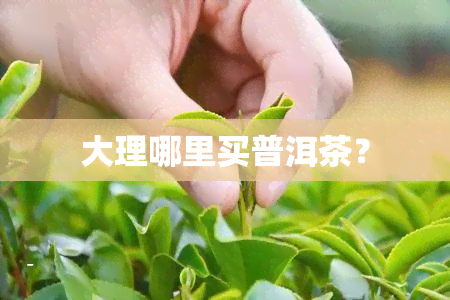 大理哪里买普洱茶？