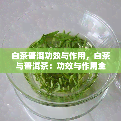 白茶普洱功效与作用，白茶与普洱茶：功效与作用全解析