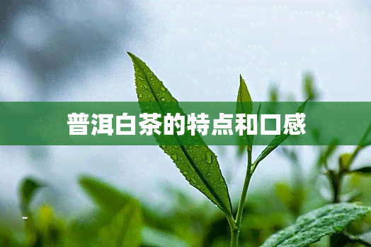 普洱白茶的特点和口感