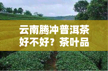 云南腾冲普洱茶好不好？茶叶品质如何？