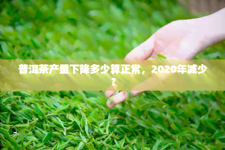 普洱茶产量下降多少算正常，2020年减少？