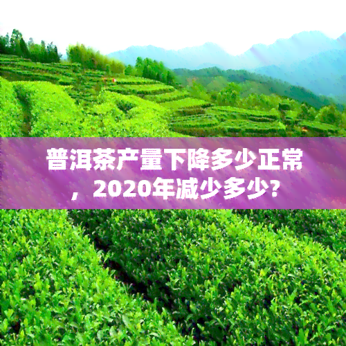 普洱茶产量下降多少正常，2020年减少多少?