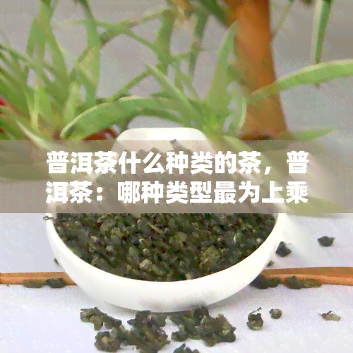 普洱茶什么种类的茶，普洱茶：哪种类型最为上乘？