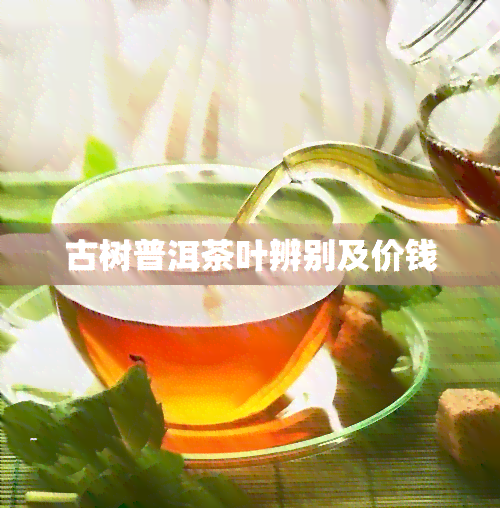 古树普洱茶叶辨别及价钱