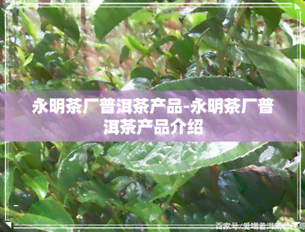 永明茶厂普洱茶产品-永明茶厂普洱茶产品介绍