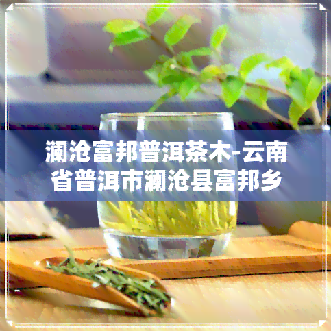 澜沧富邦普洱茶木-云南省普洱市澜沧县富邦乡