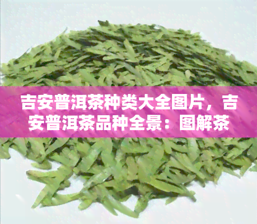 吉安普洱茶种类大全图片，吉安普洱茶品种全景：图解茶叶世界