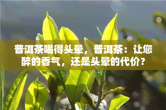 普洱茶喝得头晕，普洱茶：让您醉的香气，还是头晕的代价？