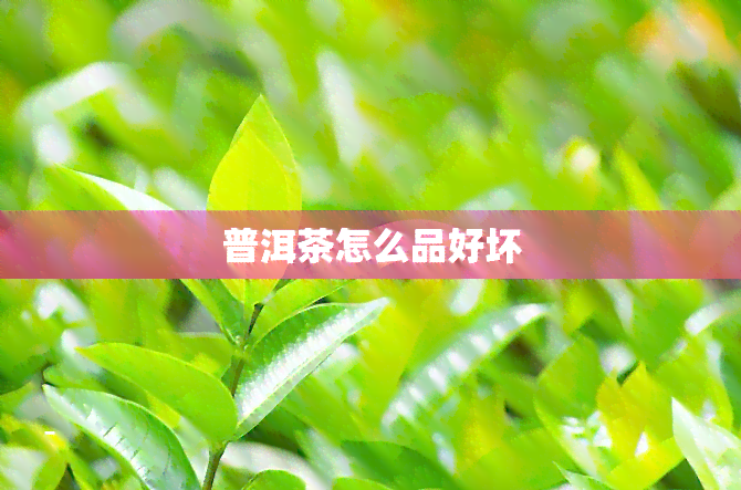 普洱茶怎么品好坏