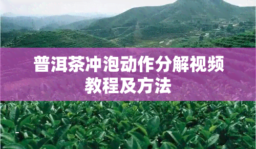 普洱茶冲泡动作分解视频教程及方法