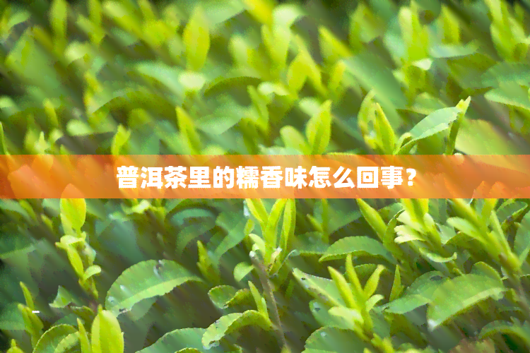 普洱茶里的糯香味怎么回事？