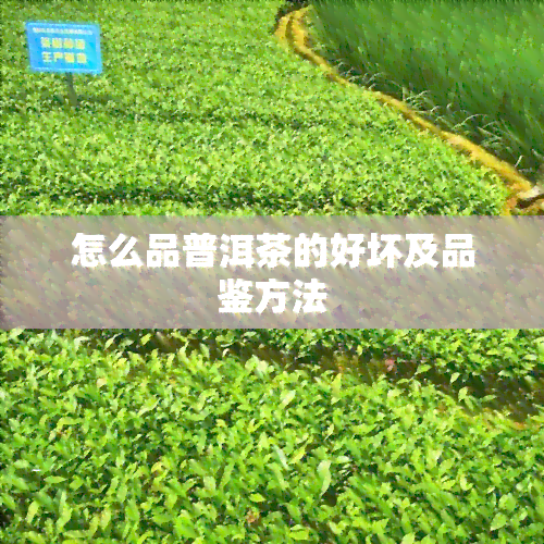 怎么品普洱茶的好坏及品鉴方法