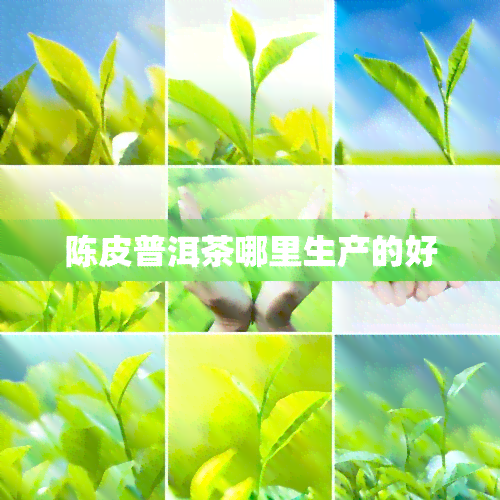 陈皮普洱茶哪里生产的好