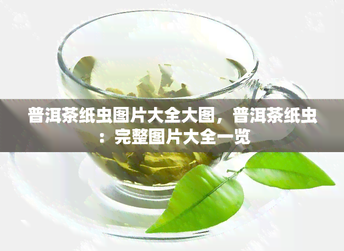 普洱茶纸虫图片大全大图，普洱茶纸虫：完整图片大全一览