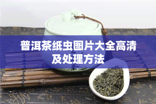 普洱茶纸虫图片大全高清及处理方法