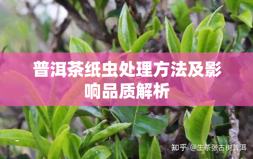 普洱茶纸虫处理方法及影响品质解析