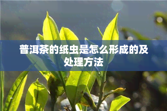 普洱茶的纸虫是怎么形成的及处理方法