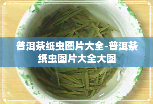 普洱茶纸虫图片大全-普洱茶纸虫图片大全大图