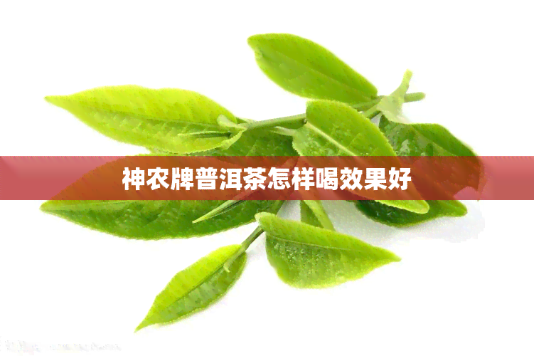 神农牌普洱茶怎样喝效果好