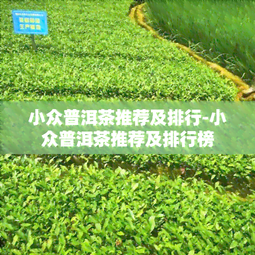 小众普洱茶推荐及排行-小众普洱茶推荐及排行榜