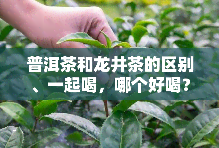 普洱茶和龙井茶的区别、一起喝，哪个好喝？