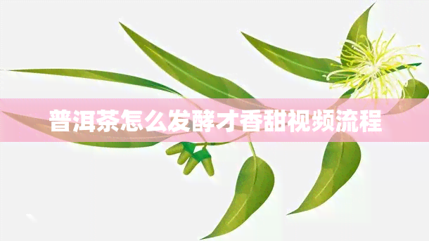 普洱茶怎么发酵才香甜视频流程