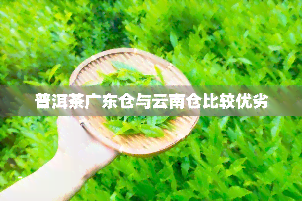 普洱茶广东仓与云南仓比较优劣