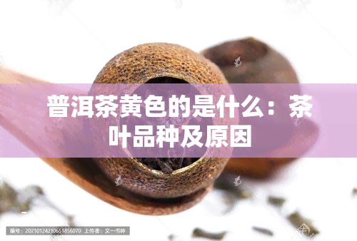 普洱茶黄色的是什么：茶叶品种及原因