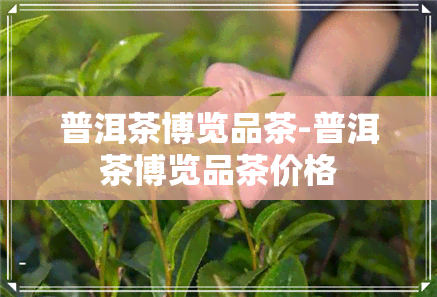 普洱茶博览品茶-普洱茶博览品茶价格