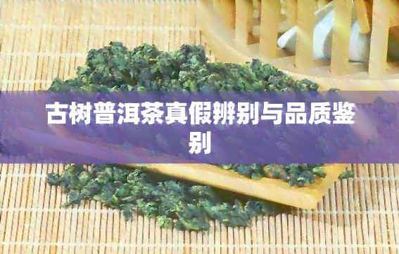 古树普洱茶真假辨别与品质鉴别