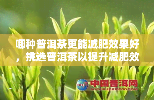 哪种普洱茶更能减肥效果好，挑选普洱茶以提升减肥效果